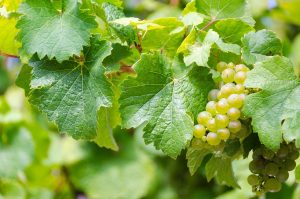 Riesling rypäle