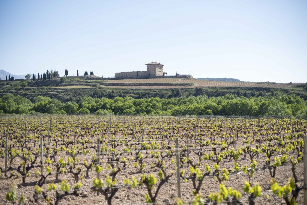 Bodega-Winery fields
