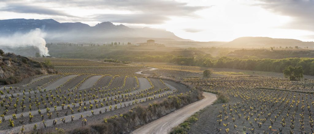 Viñedo-Vineyard