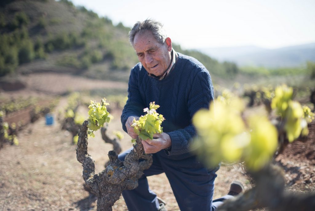 Viñedo-Vineyard RIOJA