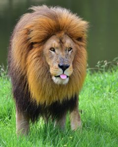 Leijona