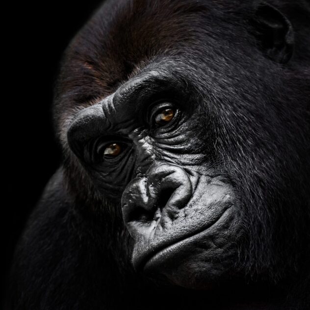 Katse Gorilla