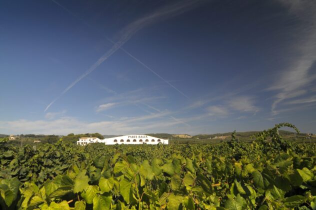 Pares Balta vineyard