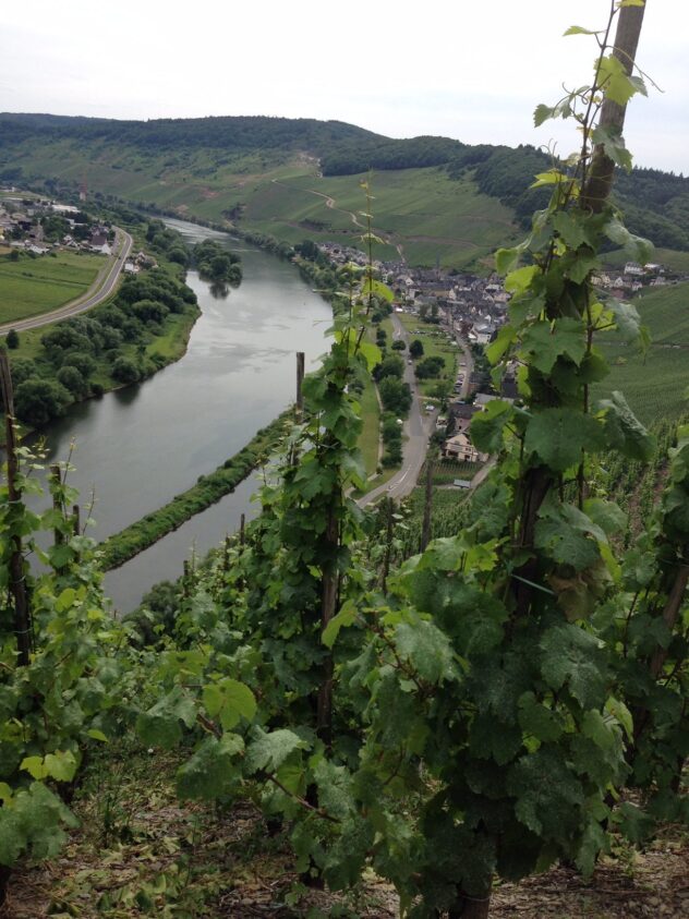 Mosel Riesling vineyard