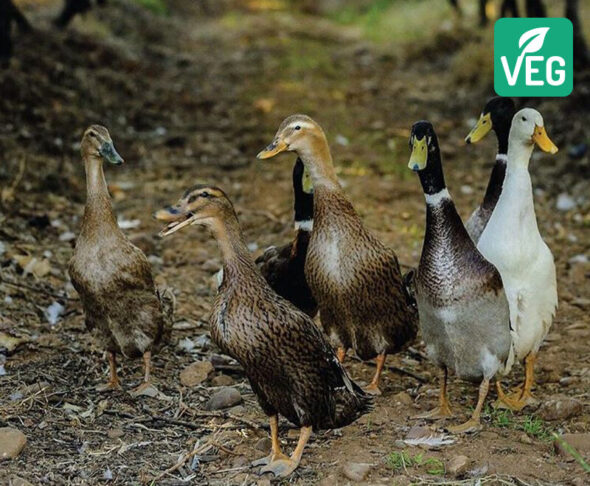 Vegaaniset