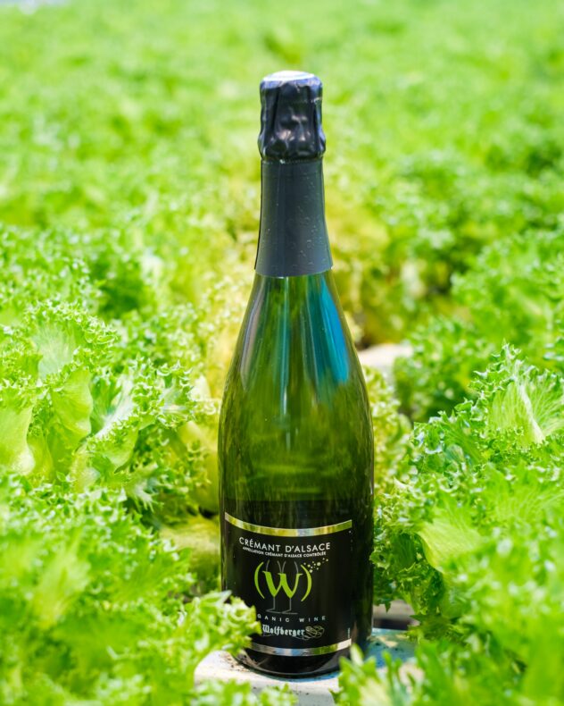 wolfberger w cremant and salad